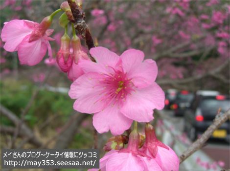 20100124dx.jpg
